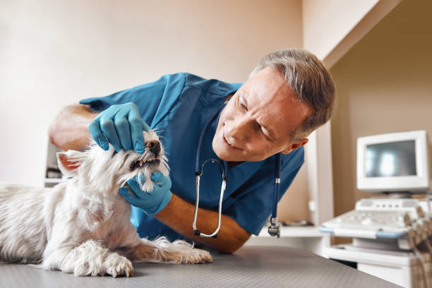 Best Emergency Denture Repair in Fairport Harbor, OH
